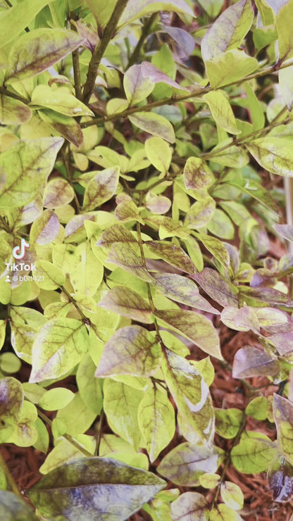 “Former Human” | Matte Sticker